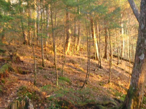 森がオレンジ色に包まれました。